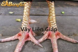 Vảy Liên Giáp