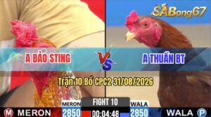 Trận 10 CPC2 31/08/2026 – Anh Bảo Sting Tung Gà Cú Hiệu Vào Sân