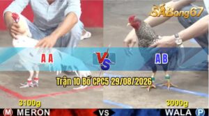 Trận 10 CPC5 29/08/2026 – Gà Đỏ Đá Không Cho Gà Xanh Cơ Hội Nào