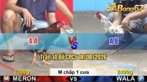 Trận 14 CPC5 18/08/2026 – Gà Xanh Có Lối Đá Canh Chặn Quá Hay
