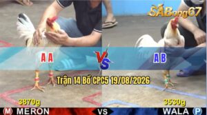 Trận 14 CPC5 19/08/2026 – Gà Xanh Đá Quá Nhanh Quá Nguy Hiểm
