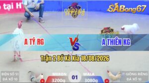 Trận 2 Xà Xía 18/08/2026 – Gà Úa Anh Tý RG Đá Chân Cựa Quá Nghiệt