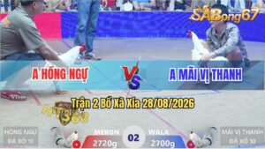 Trận 2 Xà Xía 28/08/2026 – Anh Hồng Ngự Và Anh Mãi Vị Thanh