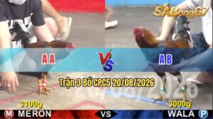 Trận 3 CPC5 20/08/2026 – Gà Đỏ Đá Gà Xanh Chết Từ Trong Ra