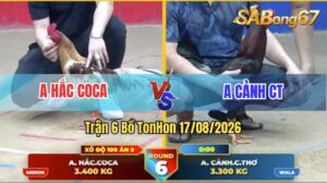 Trận 6 Tonhon 17/08/2026 – Camelo Anh Hắc Coca Vừa Trâu Vừa Tải Cựa