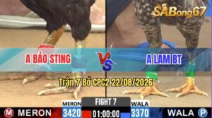 Trận 7 CPC2 22/08/2026 – Anh Bảo Sting Đụng Với Anh Lam Bến Tre