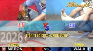Trận 11 CPC5 12/09/2026 – Gà Xanh Đá Gà Đỏ Năm Luôn 1 Đống