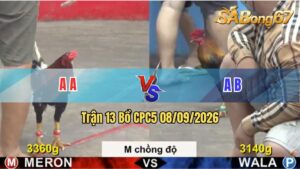 Trận 13 CPC5 08/09/2026 – Gà Đỏ Đá Toàn Cựa Khủng, Xanh Lên Đường