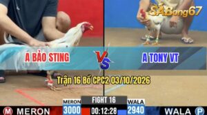 Trận 16 CPC2 03/10/2026 – Idol Bảo Sting Làm Thịt Anh Tony VT